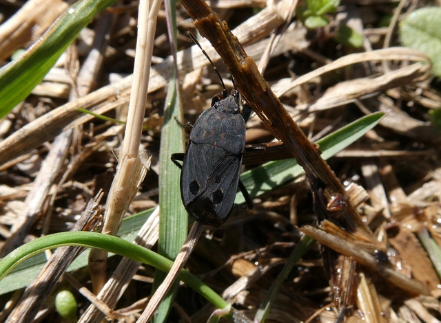 Graptopeltus validus