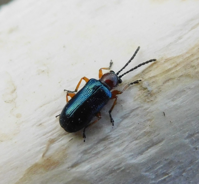 Oulema melanopus/duftschmidi