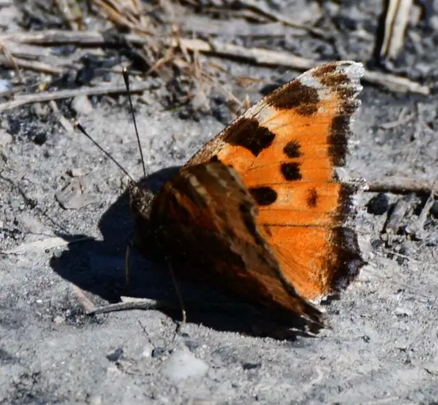 Nymphalis xanthomelas - vörös rókalepke