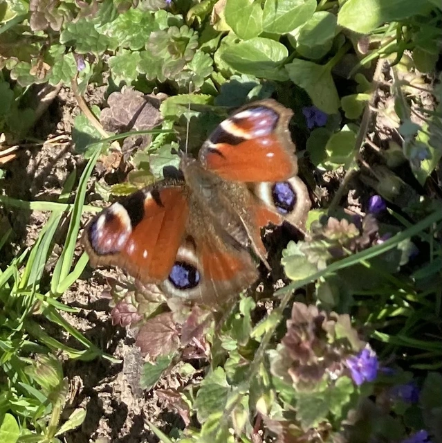 Nymphalis io - nappali pávaszem