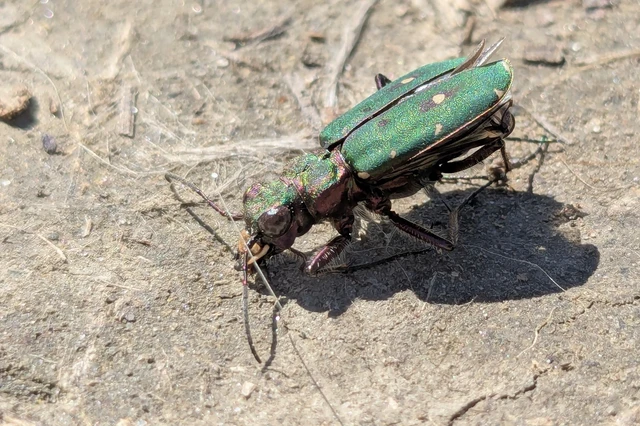 Cicindela campestris - mezei homokfutrinka