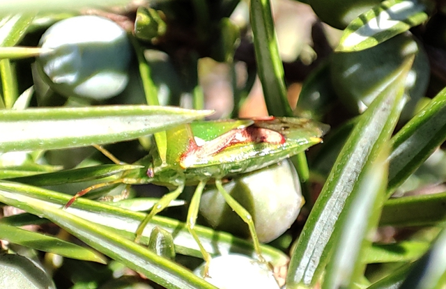 Cyphostethus tristriatus - boróka-dajkapoloska Cyphostethus tristriatus - boróka-dajkapoloska