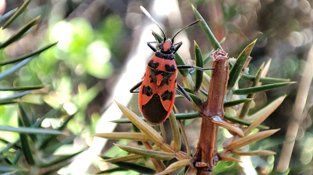 Corizus hyoscyami - piros karimáspoloska