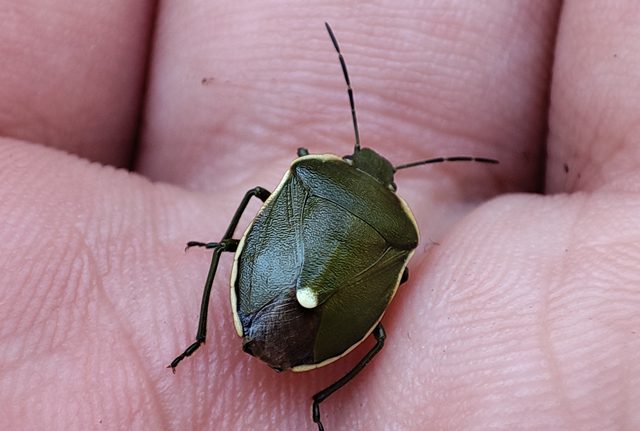 Chlorochroa juniperina - zöld borókapoloska Chlorochroa juniperina - zöld borókapoloska
