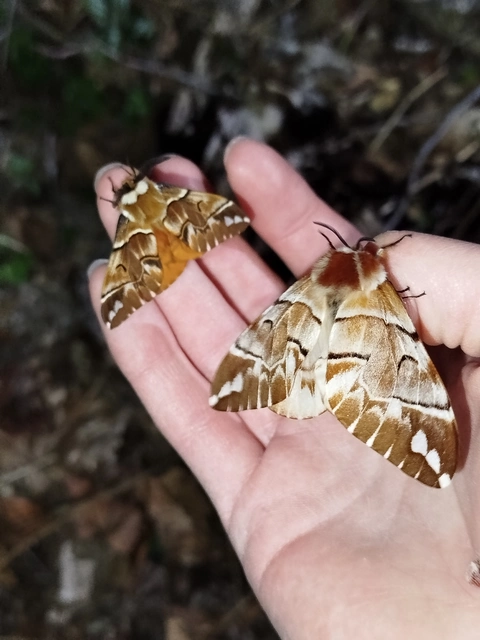 Endromis versicolora - tarkaszövő