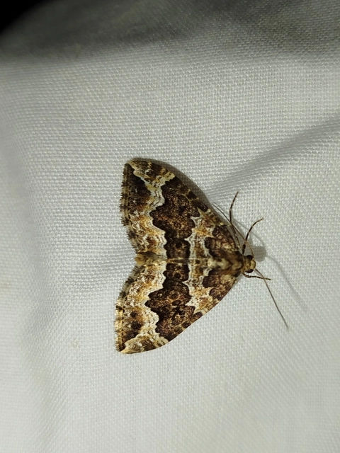 Lampropteryx suffumata - füstös araszoló