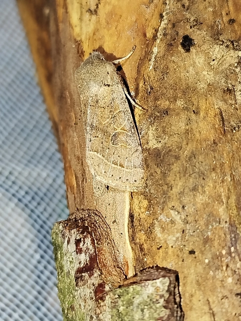 Orthosia cerasi - közepes barkabagoly