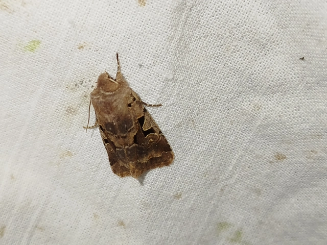 Orthosia gothica - feketefoltos barkabagoly