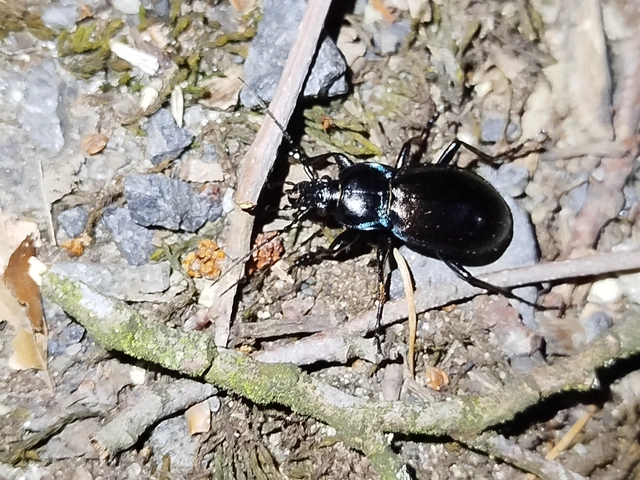 Carabus nemoralis - ligeti futrinka Carabus nemoralis - ligeti futrinka
