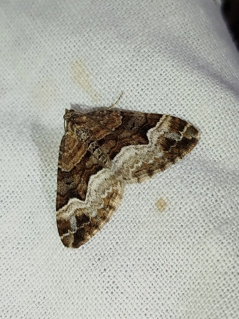 Xanthorhoe biriviata - kétsávos tarkaaraszoló