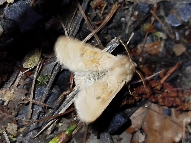 Orthosia miniosa - sárgás barkabagoly
