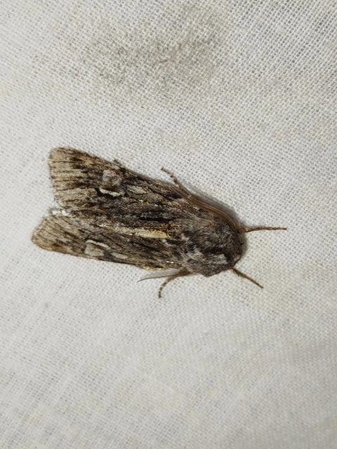 Brachionycha nubeculosa - zömök fésűsbagoly