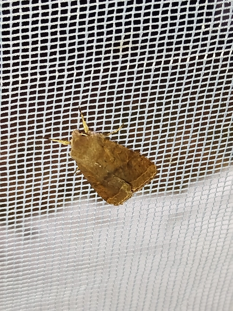 Orthosia cerasi - közepes barkabagoly
