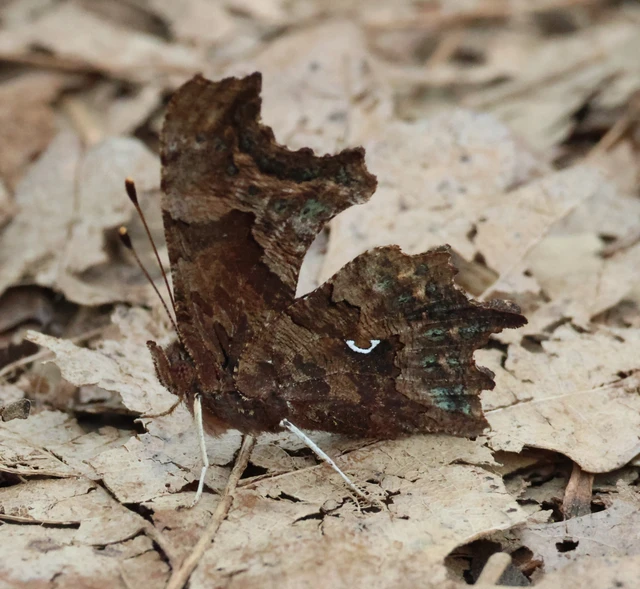 Nymphalis c-album - C-betűs lepke
