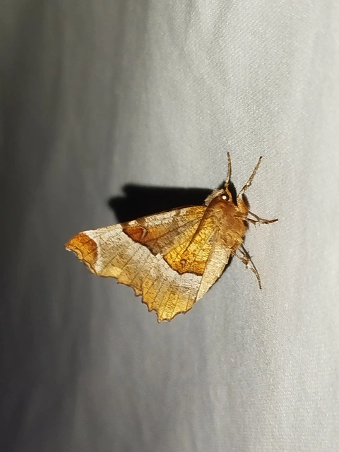 Selenia tetralunaria - négyfoltos holdasaraszoló
