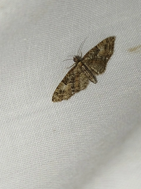 Eupithecia abbreviata - korai törpearaszoló