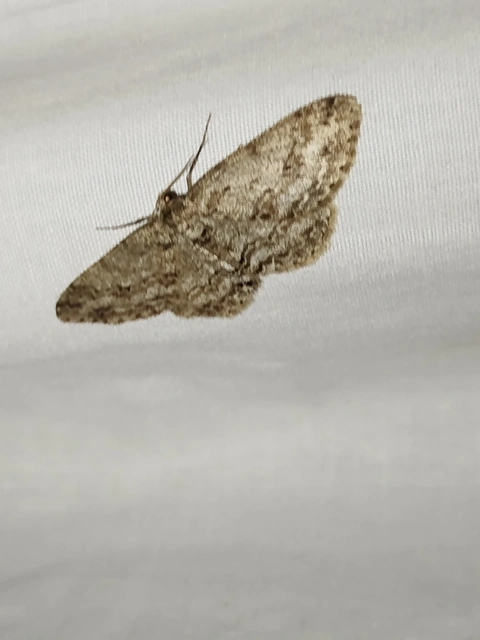 Ectropis crepuscularia - avararaszoló