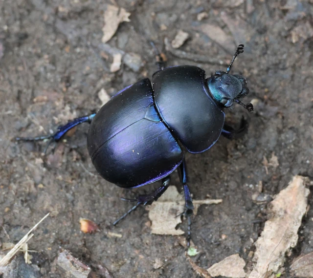Trypocopris vernalis - tavaszi álganéjtúró