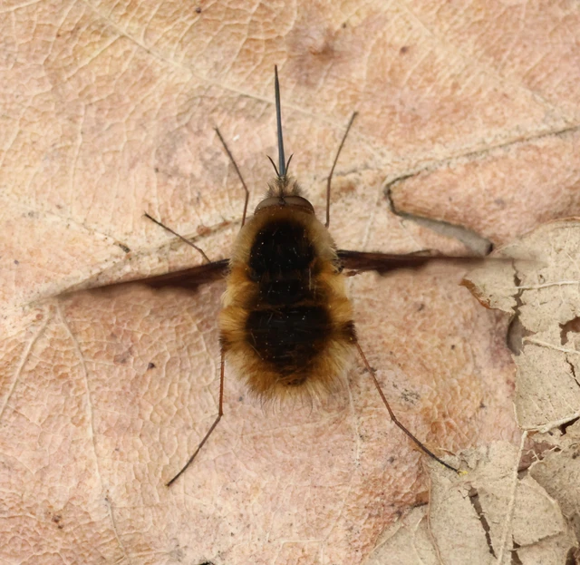 Bombylius major - szegélyes pöszörlégy