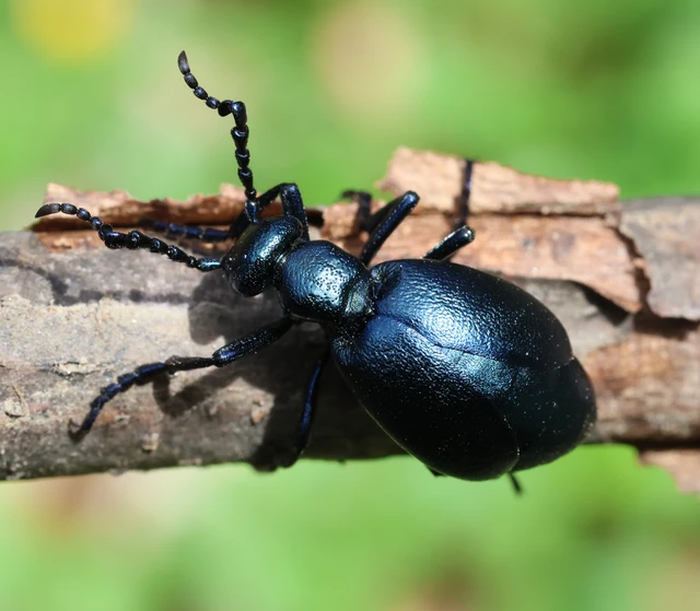 Meloe violaceus - kék nünüke