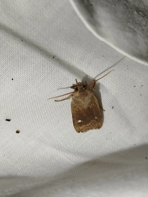 Eupsilia transversa - holdacskás télibagoly