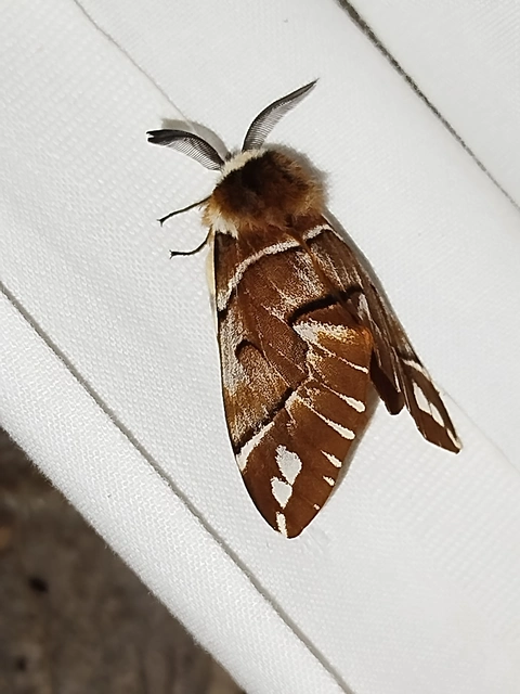 Endromis versicolora - tarkaszövő