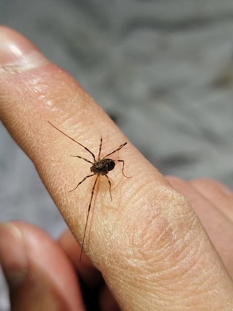 Opiliones - Kaszáspókok