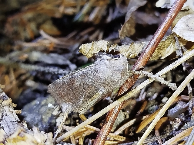 Orthosia incerta - változékony barkabagoly
