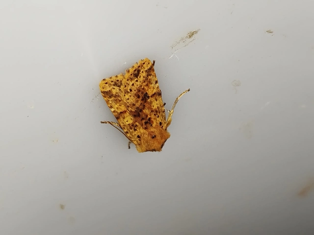 Conistra rubiginea - vörös őszibagoly