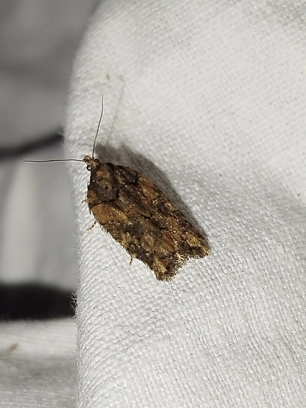 Acleris abietana - jegenyefenyő-levélmoly