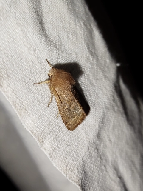 Orthosia cerasi - közepes barkabagoly