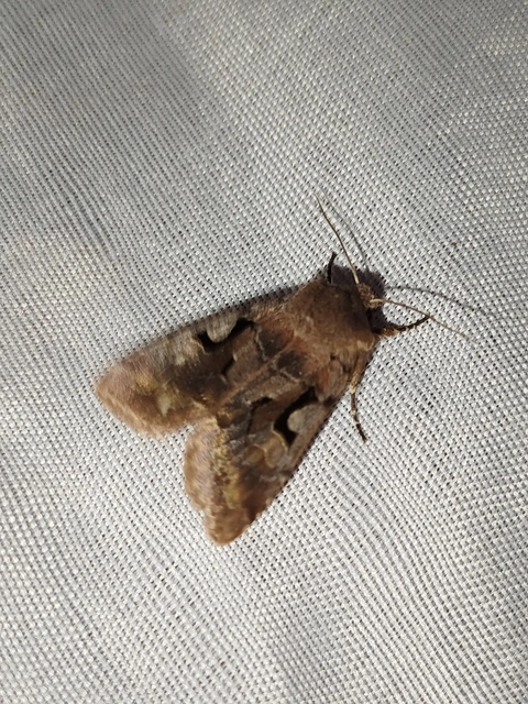 Orthosia gothica - feketefoltos barkabagoly