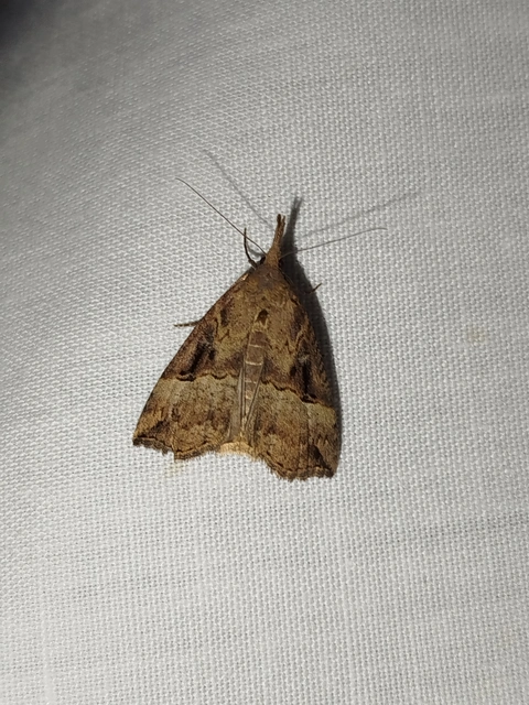 Hypena rostralis - közönséges karcsúbagoly
