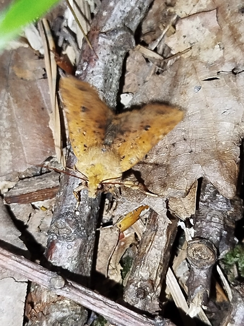 Conistra rubiginea - vörös őszibagoly