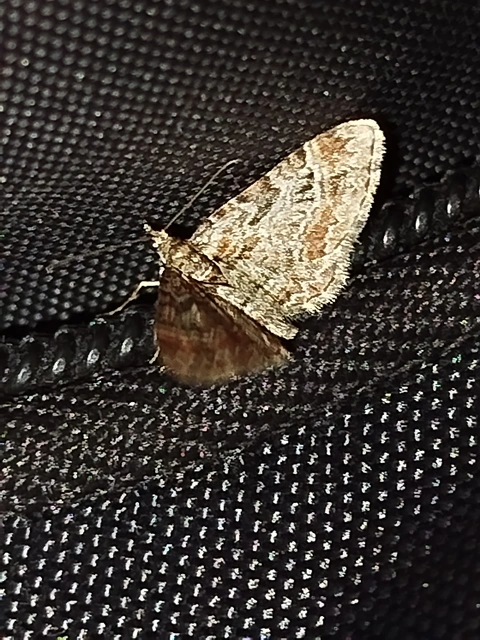Gymnoscelis rufifasciata - vöröscsíkos törpearaszoló