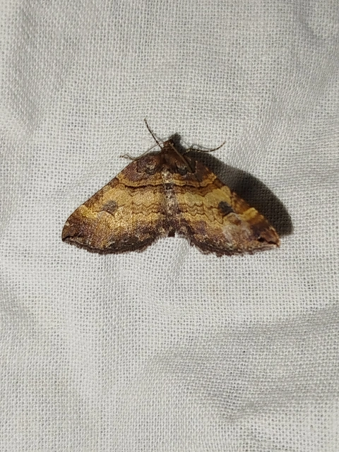 Earophila badiata - csipkerózsa-araszoló