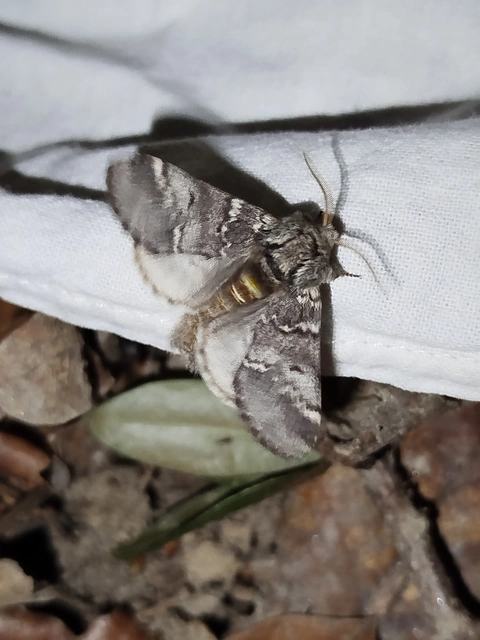 Drymonia ruficornis - cserfa-púposszövő
