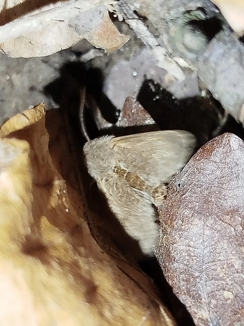 Orthosia cruda - kis barkabagoly