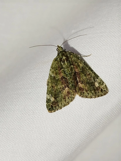 Chloroclysta siterata - salátazöld araszoló