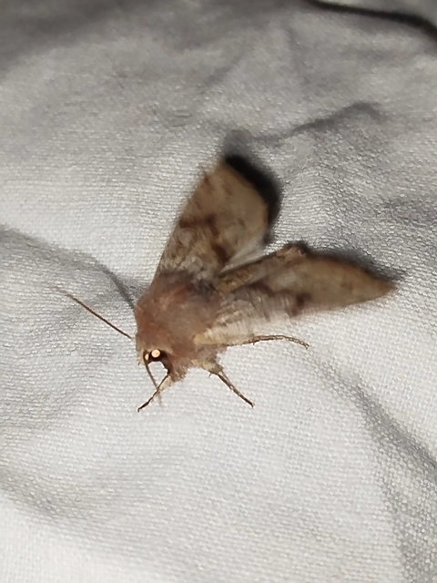 Orthosia incerta - változékony barkabagoly