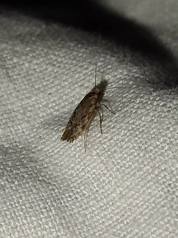 Carpatolechia decorella - somlevél-borzasmoly