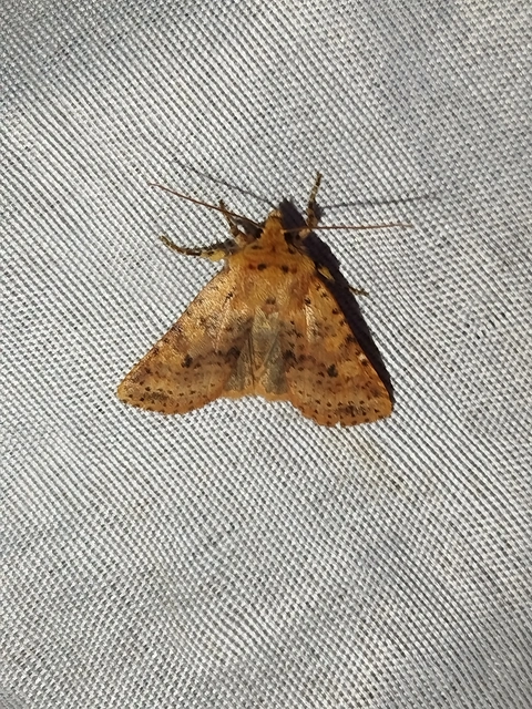 Conistra rubiginea - vörös őszibagoly