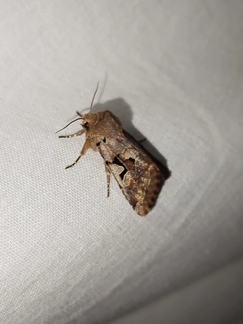 Orthosia gothica - feketefoltos barkabagoly