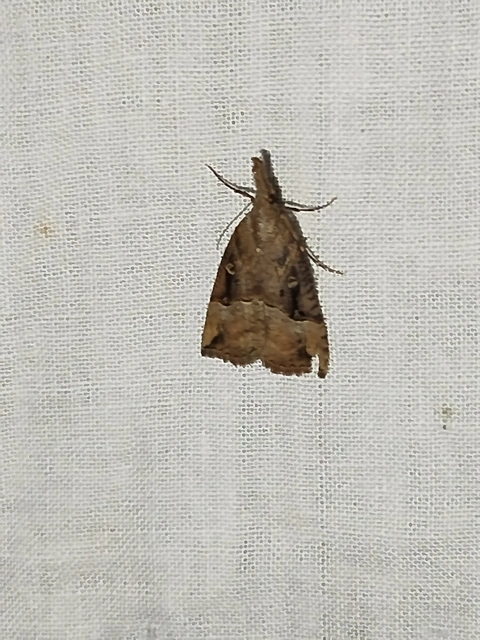 Hypena rostralis - közönséges karcsúbagoly