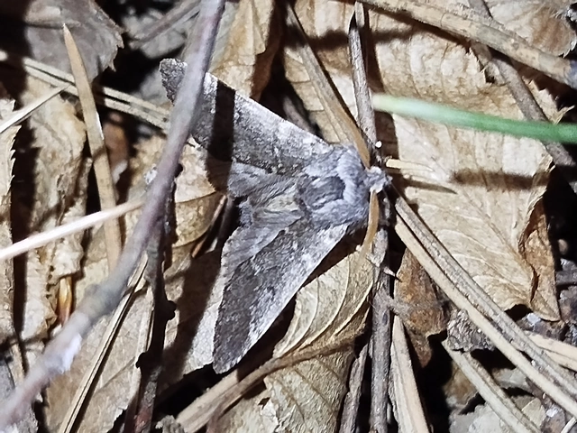 Drymonia ruficornis - cserfa-púposszövő