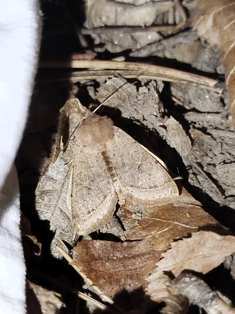 Orthosia cerasi - közepes barkabagoly