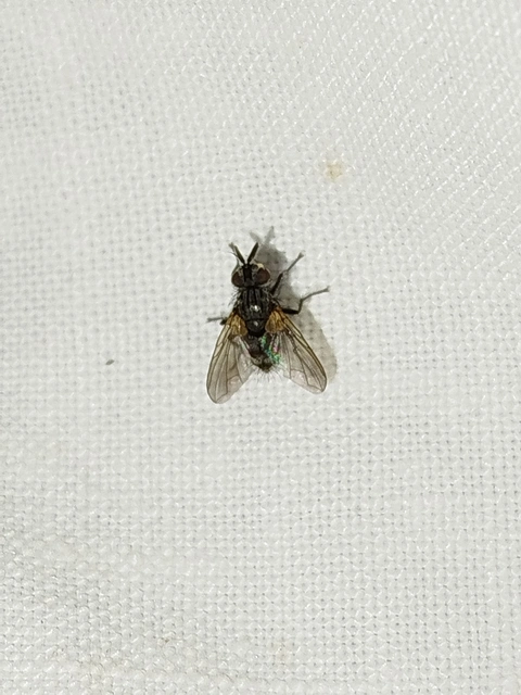 Tachinidae - fürkészlegyek