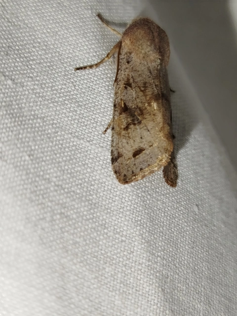 Orthosia incerta - változékony barkabagoly