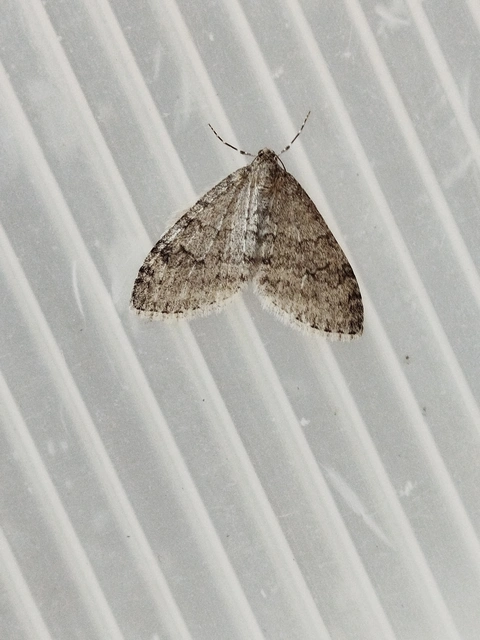 Trichopteryx carpinata - nyárfa-lebenyesaraszoló