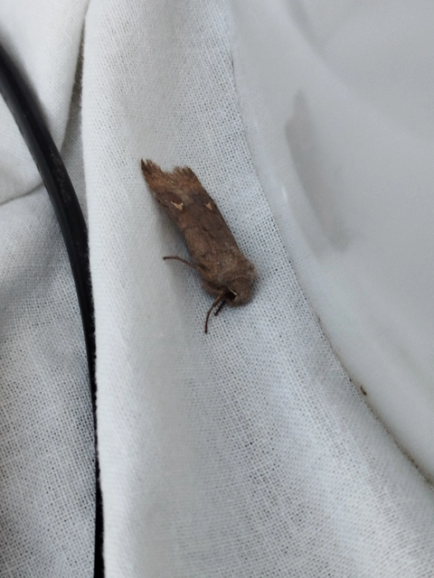 Eupsilia transversa - holdacskás télibagoly